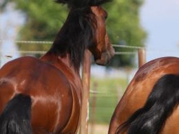 Charmoso_und_Dina