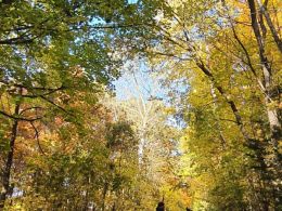 Herbstbild